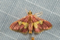 Bostra xanthorhodalis