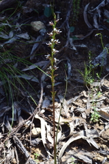 Prasophyllum odoratum