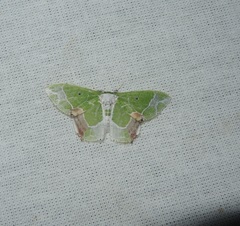 Protuliocnemis partita