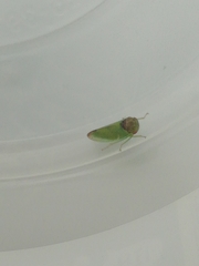 Iassus lanio