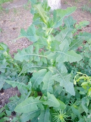 Sonchus arvensis
