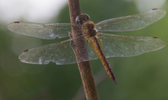Pantala flavescens