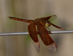 Neurothemis ramburii