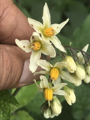 Solanum bulbocastanum
