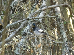 Trochocercus cyanomelas cyanomelas