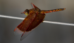 Neurothemis ramburii