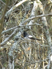Trochocercus cyanomelas cyanomelas