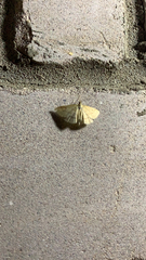 Psammotis pulveralis