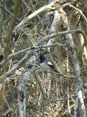 Trochocercus cyanomelas cyanomelas