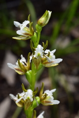 Prasophyllum odoratum