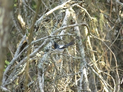 Trochocercus cyanomelas cyanomelas