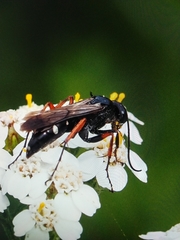 Episyron rufipes