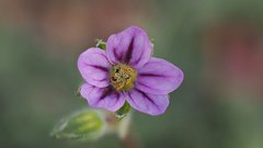 Erodium brachycarpum