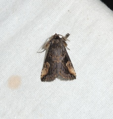 Pseudosphetta moorei