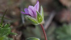 Erodium brachycarpum