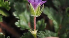 Erodium brachycarpum