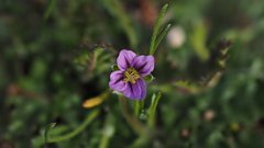Erodium brachycarpum