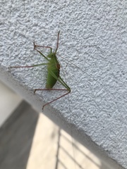 Leptophyes laticauda