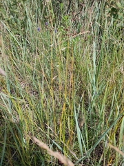 Juncus atratus