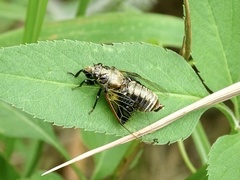 Mogannia nasalis