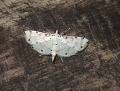 Pycnarmon cribrata