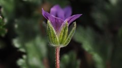 Erodium brachycarpum