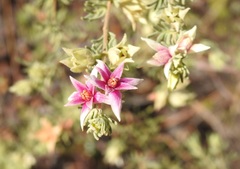 Boronia lanuginosa