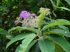 Callicarpa nudiflora