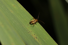 Adelphocoris suturalis