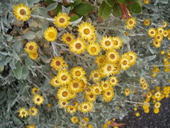 Helichrysum argyrophyllum