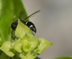 Subancistrocerus
