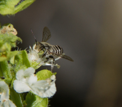 Eutricharaea