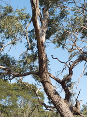 Eucalyptus viminalis pryoriana