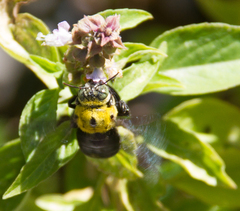 Xylocopa ocularis