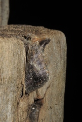 Thysanoplusia reticulata