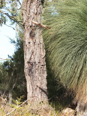 Eucalyptus viminalis pryoriana