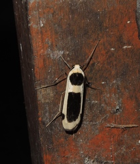 Thysanoptyx tetragona