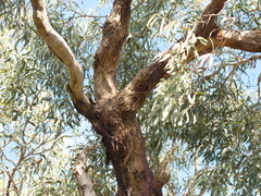 Eucalyptus viminalis pryoriana
