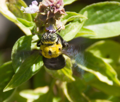 Xylocopa ocularis