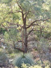 Eucalyptus viminalis pryoriana
