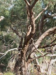 Eucalyptus viminalis pryoriana