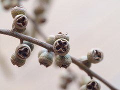 Eucalyptus viminalis pryoriana