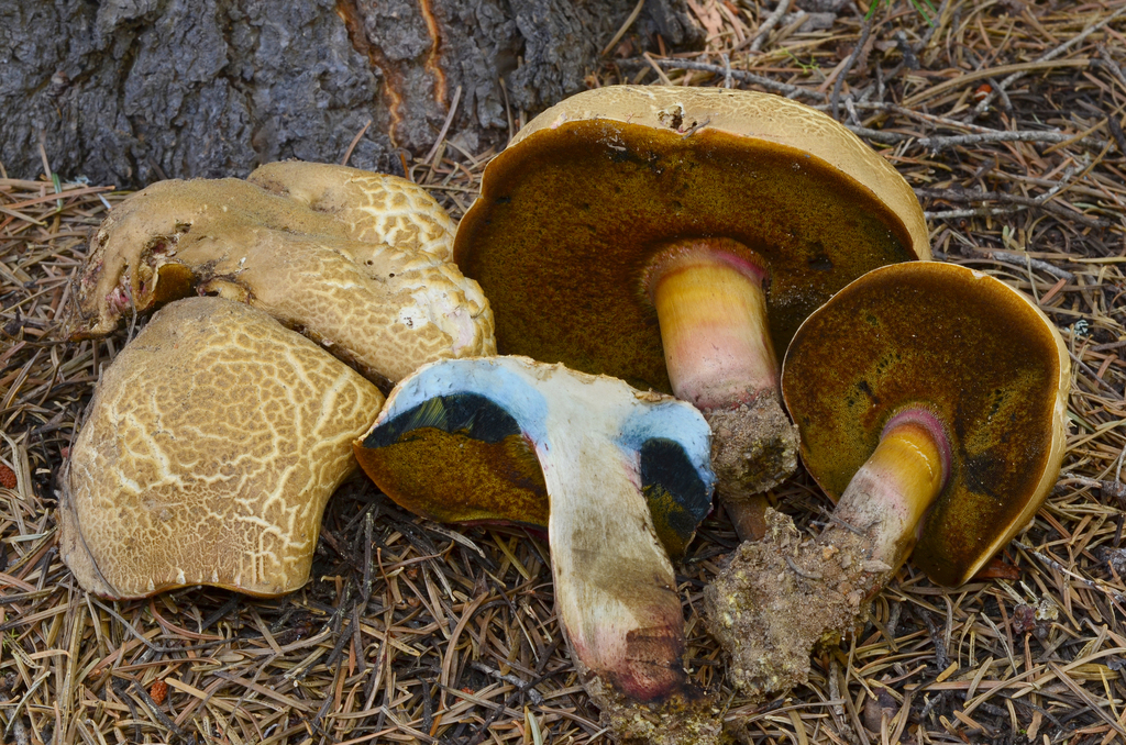 Caloboletus frustosus
