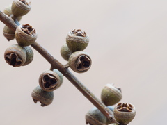 Eucalyptus viminalis pryoriana