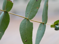 Eucalyptus viminalis pryoriana
