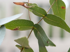 Eucalyptus viminalis pryoriana