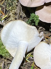 Gerhardtia
