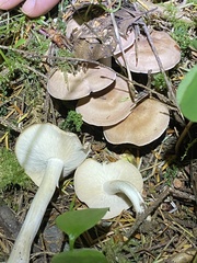 Gerhardtia