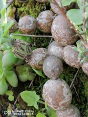 Baculellum articulatum
