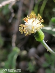 Baculellum articulatum